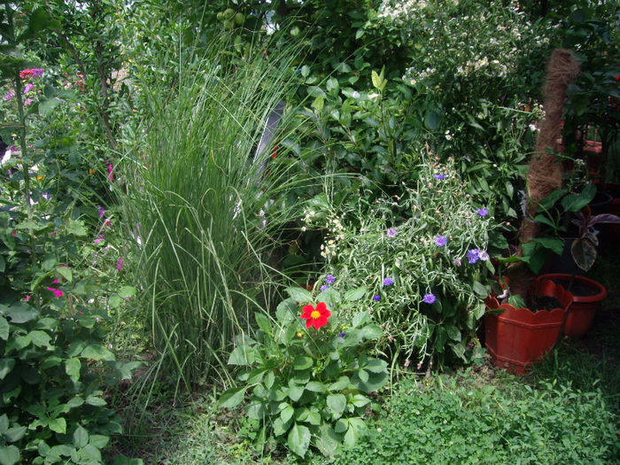 IMGP5159 - trandafiri si peisaje 2013-3