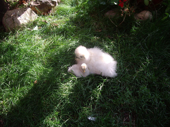 IMGP5162 - trandafiri si peisaje 2013-3