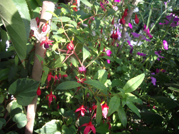 Magellanica Gracilis-fucsia de gradina