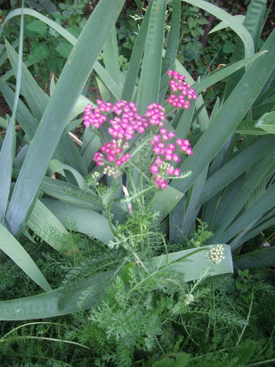 IMGP5192