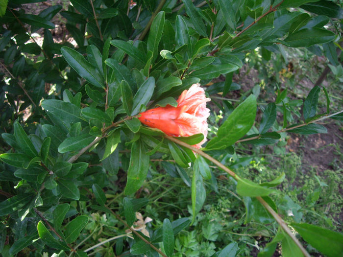 rodie ornamentala