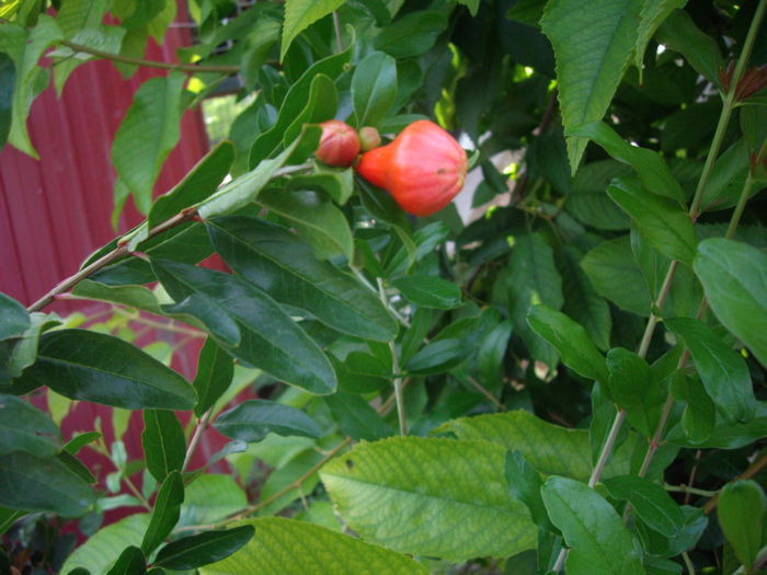 IMGP5196