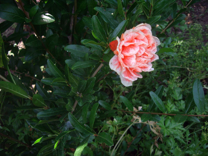 rodie ornamentala