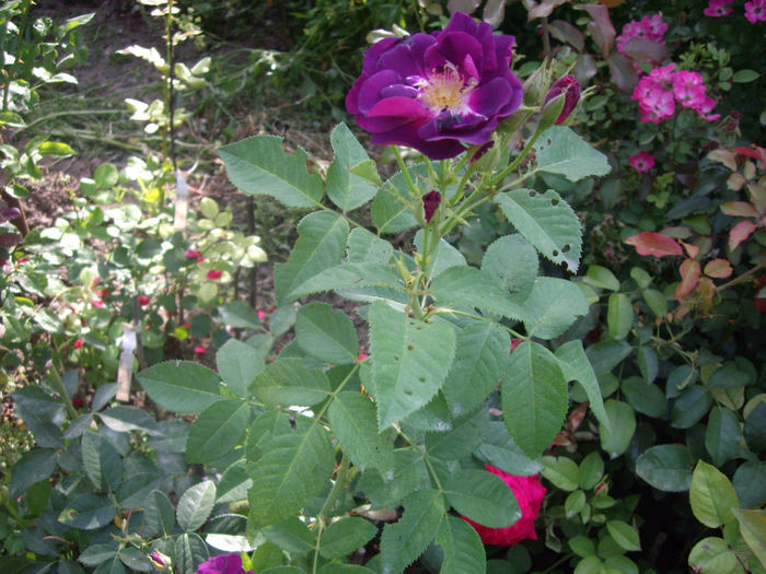 IMGP5198