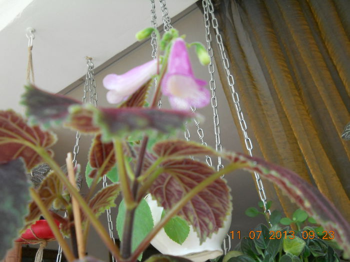003 - IULIE 2013