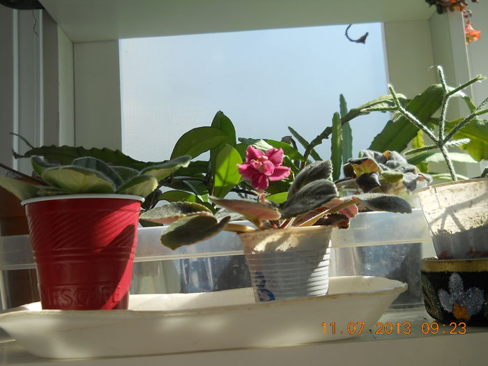 009 - IULIE 2013
