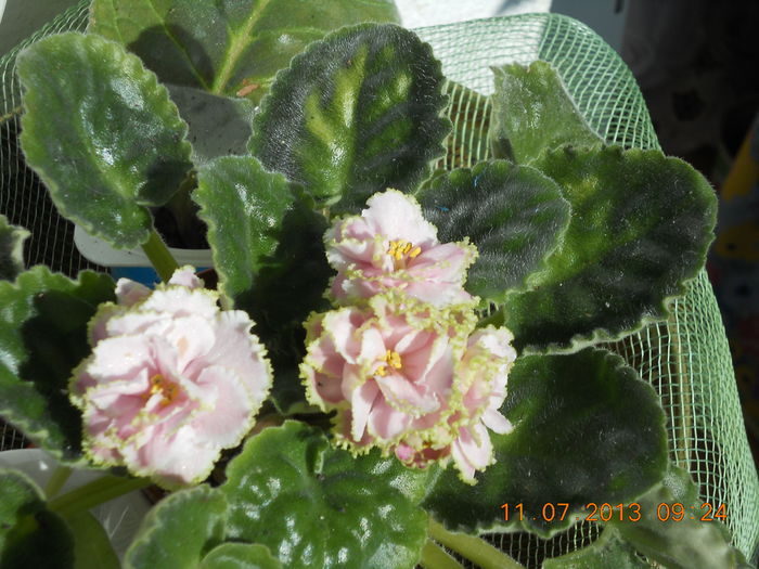 014 - IULIE 2013