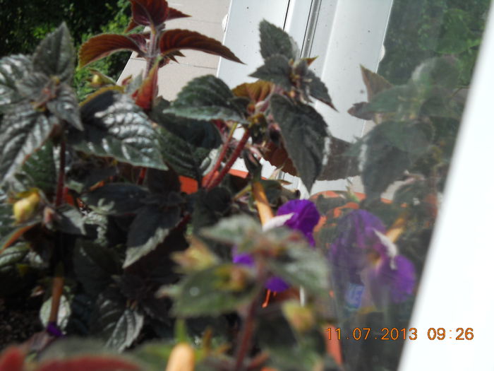 017 - IULIE 2013