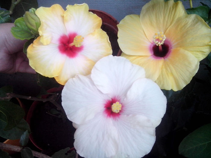 new folder 2 108 - hibiscusi 2013-2