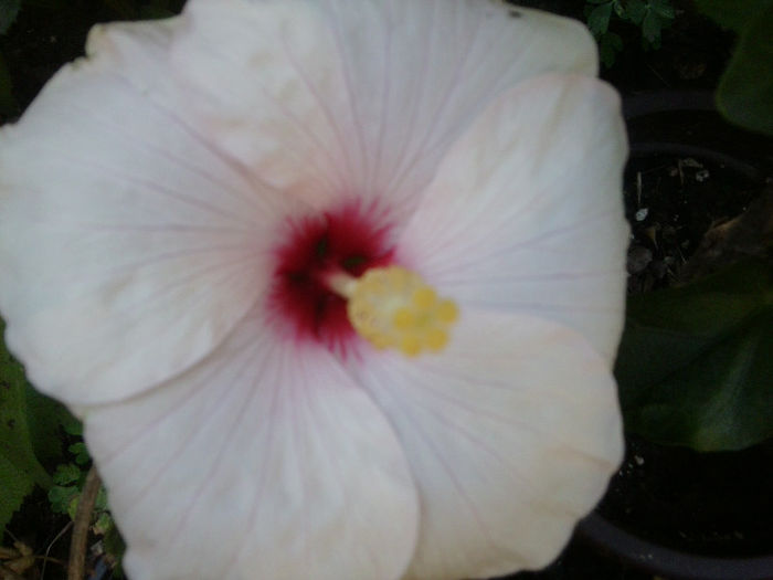 Fotografie4096 - adonicus pearl-28