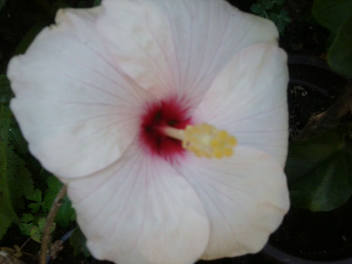 Fotografie4098 - adonicus pearl-28