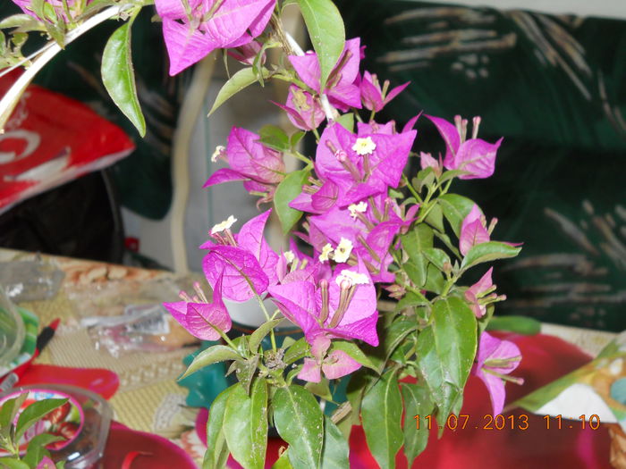 026 - BOUGAINVILLEA 2013