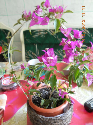 027 - BOUGAINVILLEA 2013