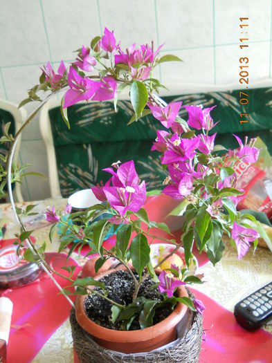 028 - BOUGAINVILLEA 2013