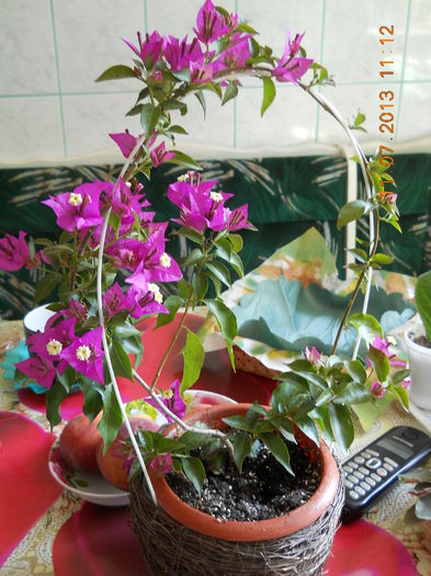 029 - BOUGAINVILLEA 2013