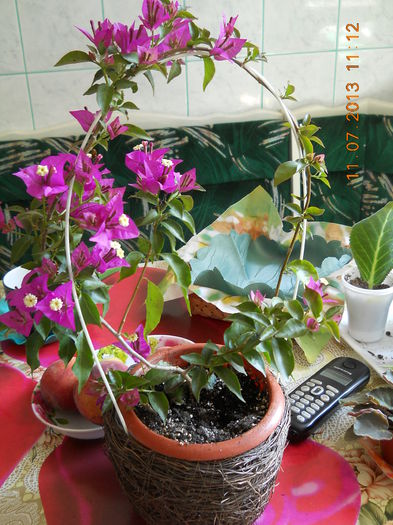 030 - BOUGAINVILLEA 2013