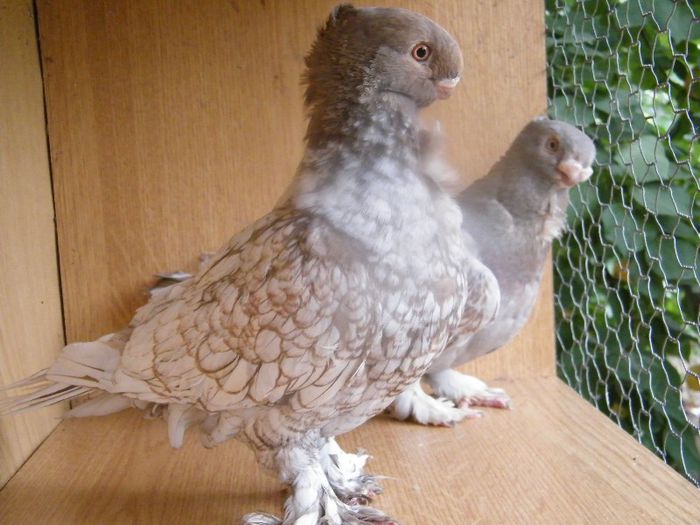 2013_0711blondinette0015