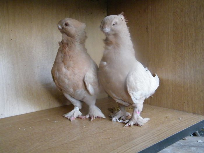 2013_0711blondinette0026