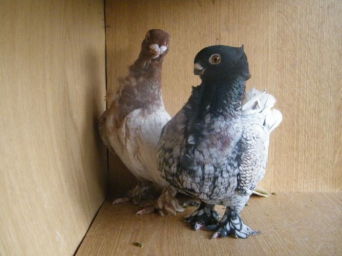 2013_0711blondinette0061