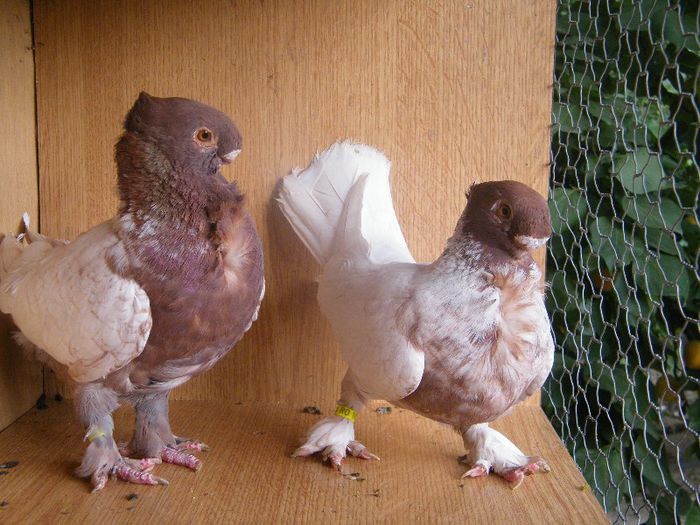 2013_0711blondinette0078