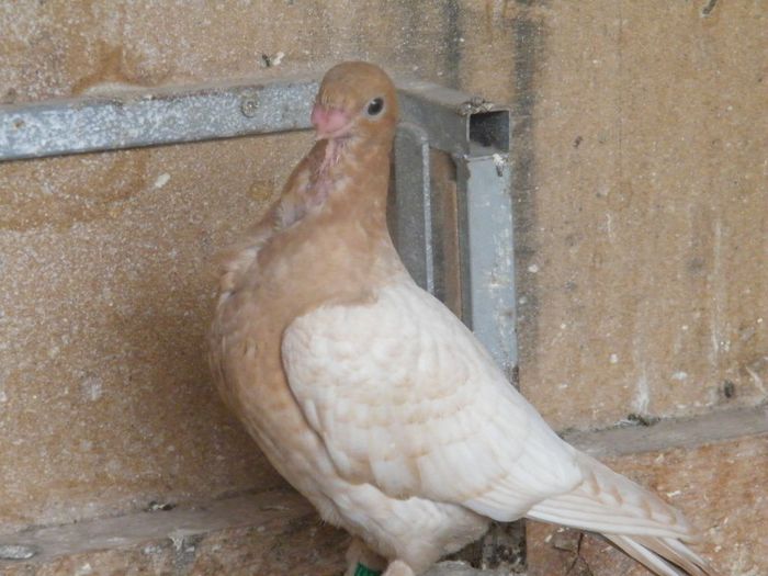 2013_0711blondinette0112