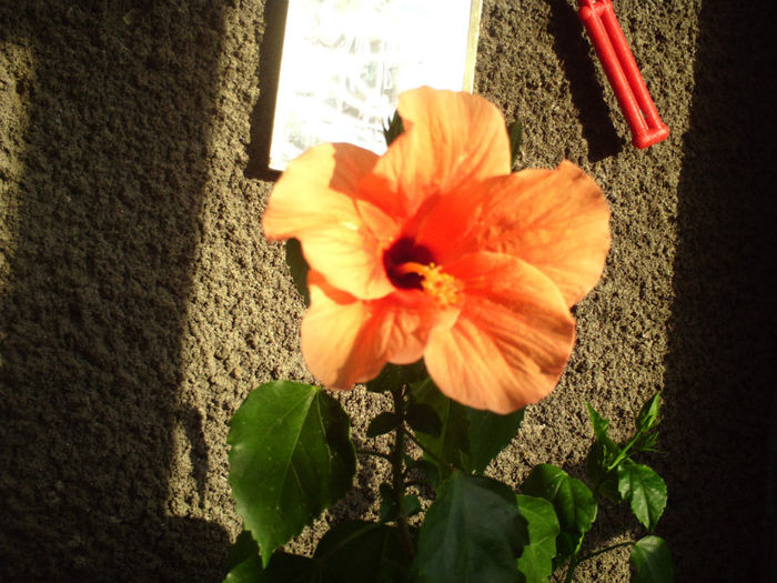 Trandafir japonez portocaliu 1 - Iulie 2013