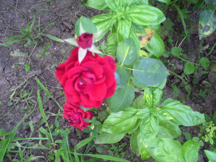 Trandafir rosu si busuioc - Iulie 2013