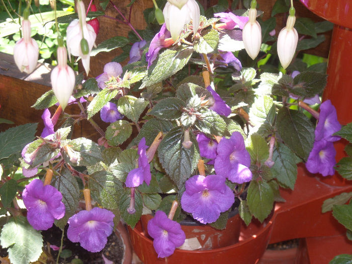 Achimenes