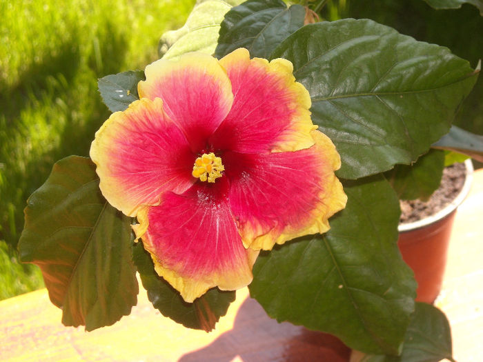 Hibi bicolor