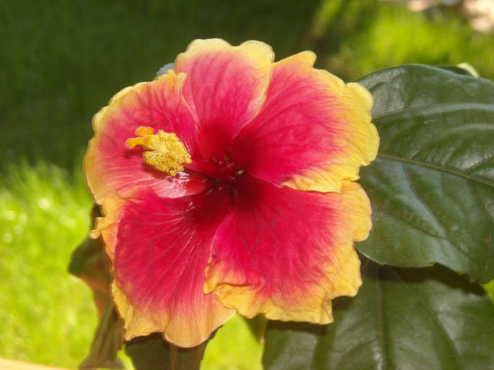 Hibi bicolor
