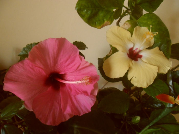 Adonicus Pink + Lutea