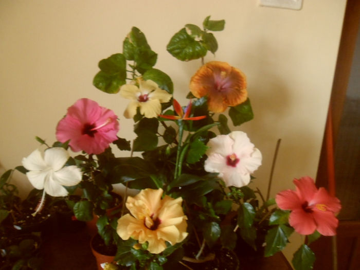 hibiscus grup
