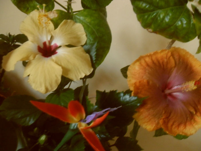 Lutea +Tahitian Sophistication