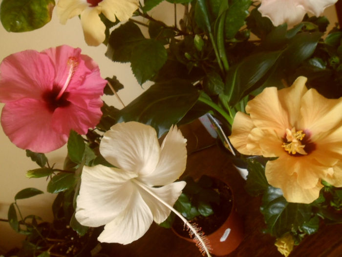 hibiscus grup