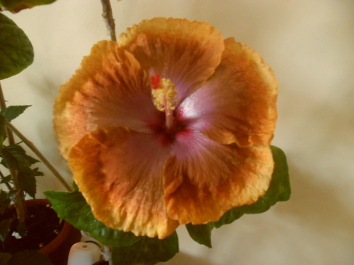 Tahitian Sophistication