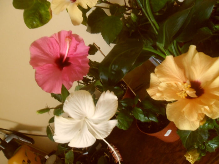 hibiscus grup