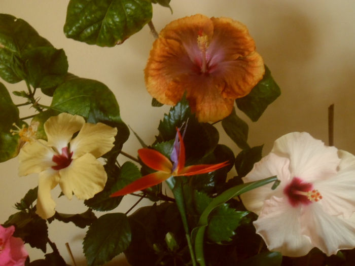hibiscus grup
