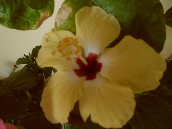 Lutea