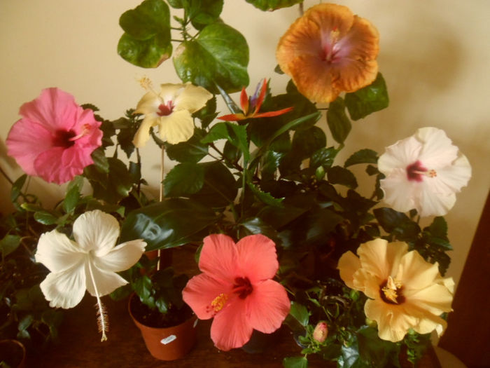 hibiscus grup
