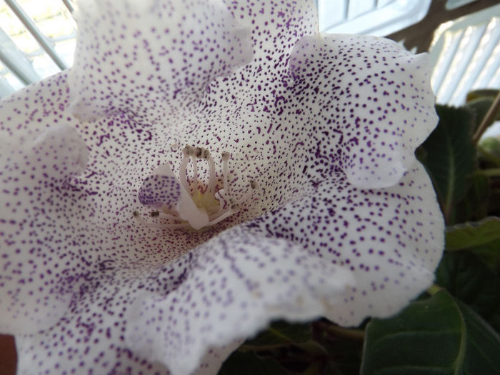 DSCF0099