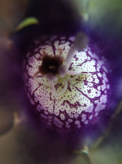 DSCF0106 - GLOXINII