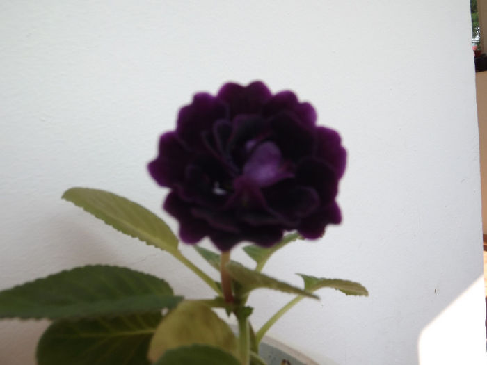 DSCF0120