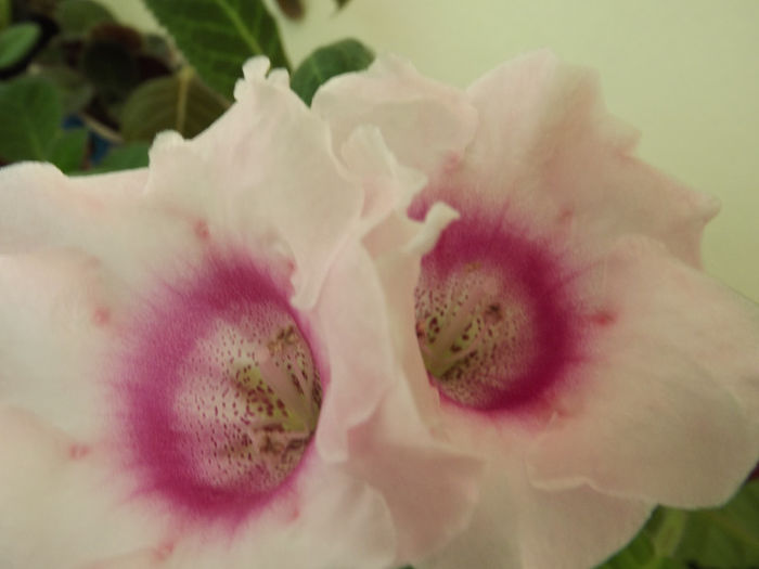 DSCF0229