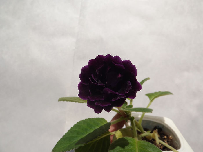 DSCF0121
