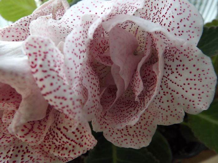 DSCF0194