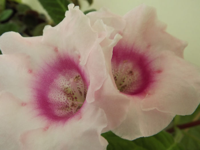 DSCF0231