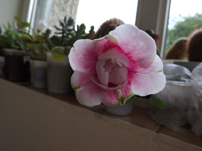 DSCF0441