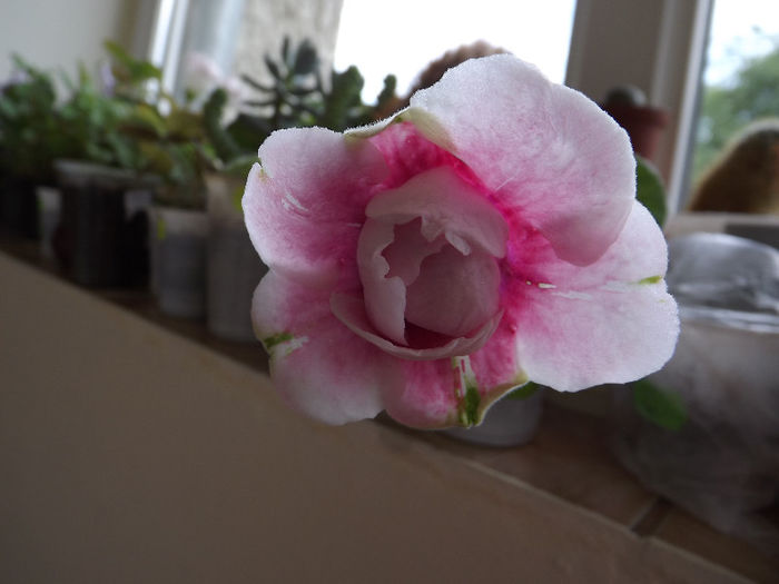 Silvana Pink