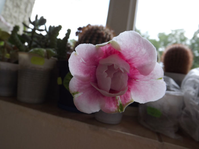 DSCF0443