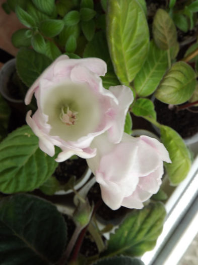 DSCF0447